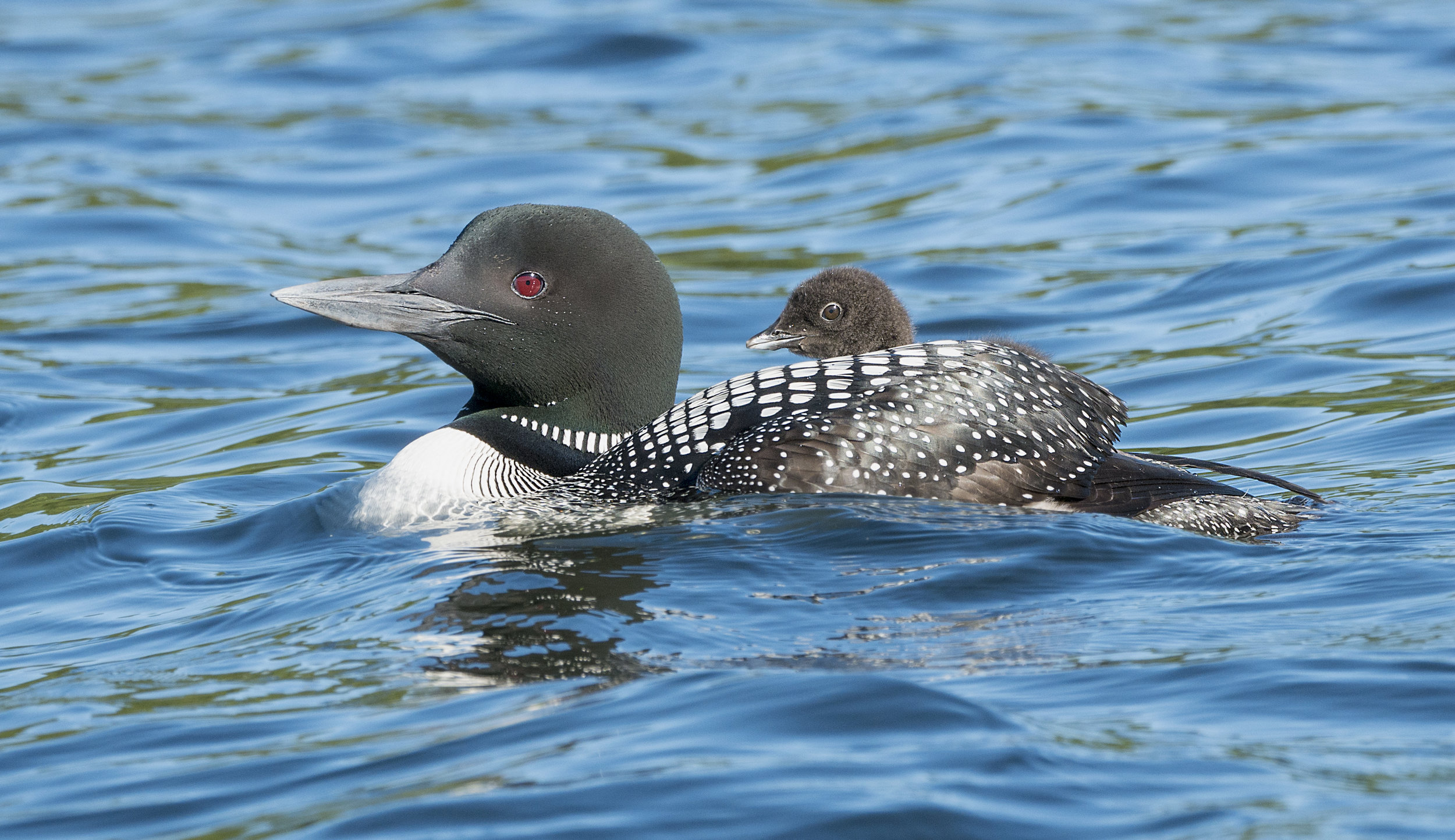 G85loon chick on back .jpg