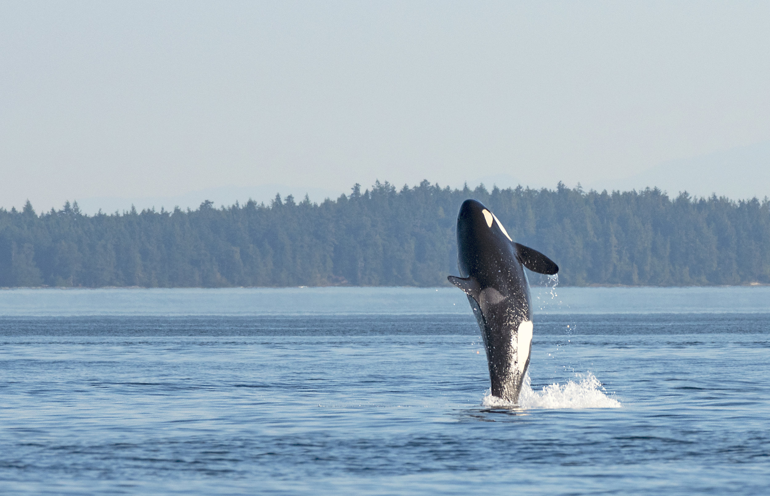Orca whale photography workshops