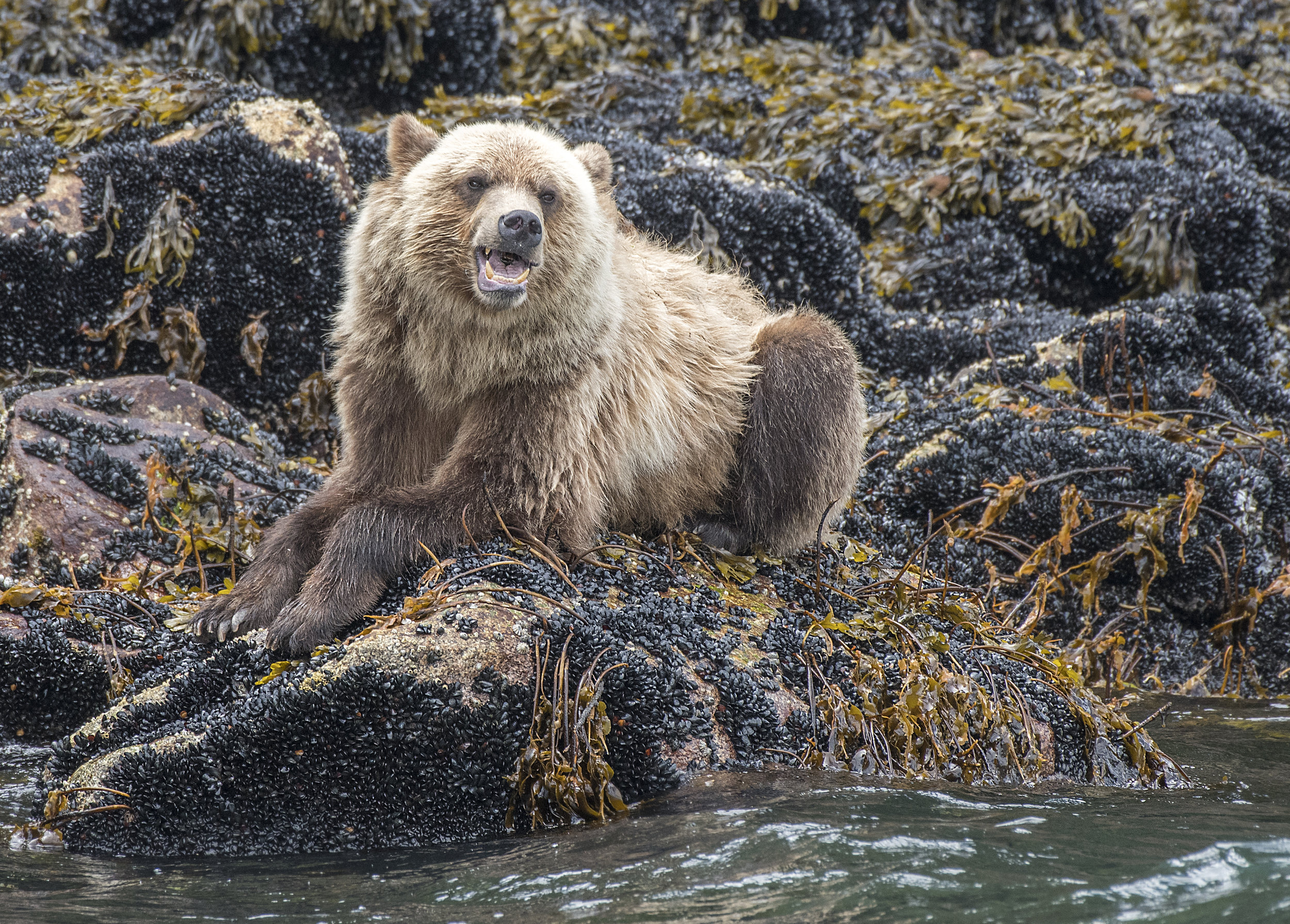 grizzly bear photo tours Canada