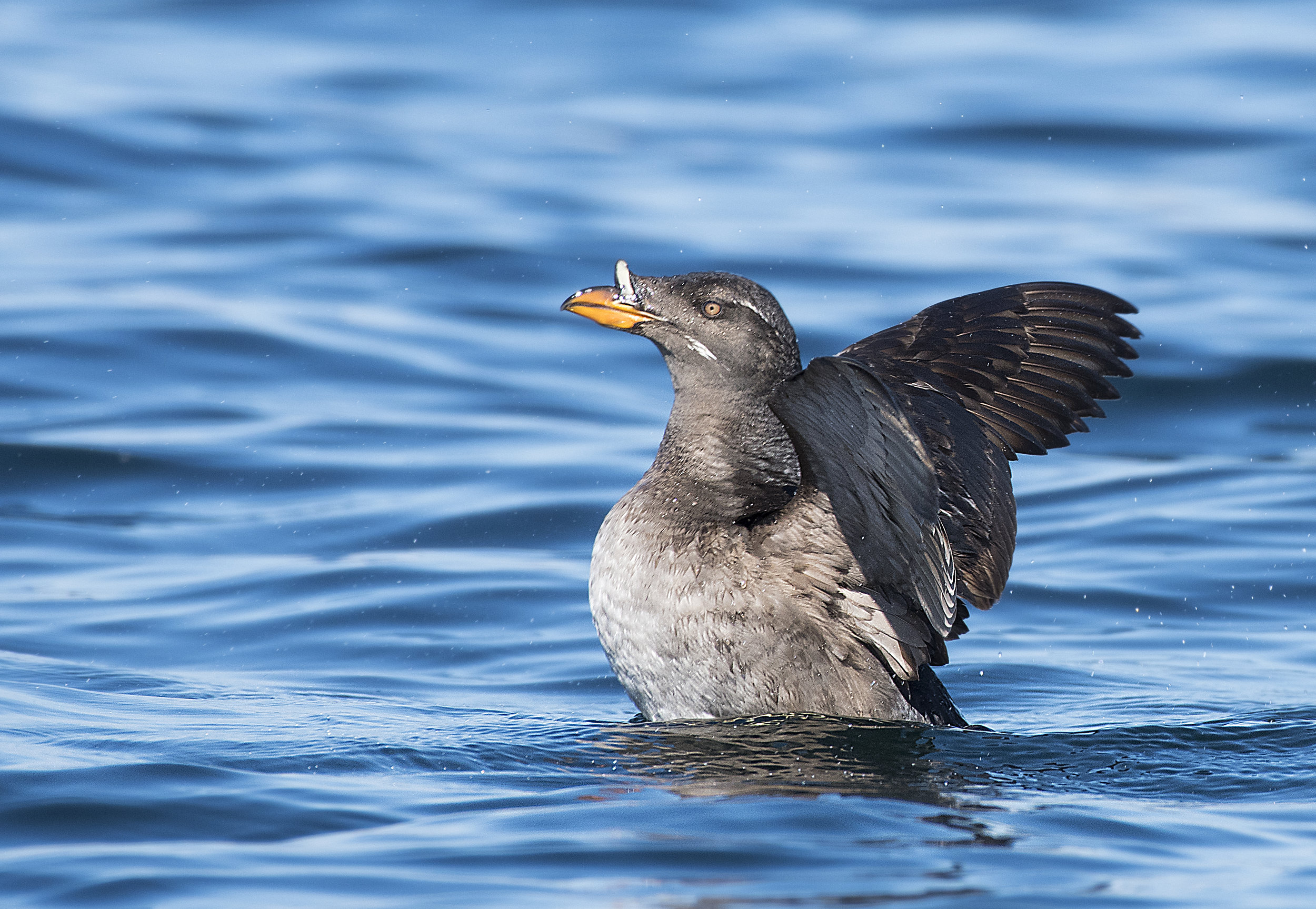 best sea bird photo tours