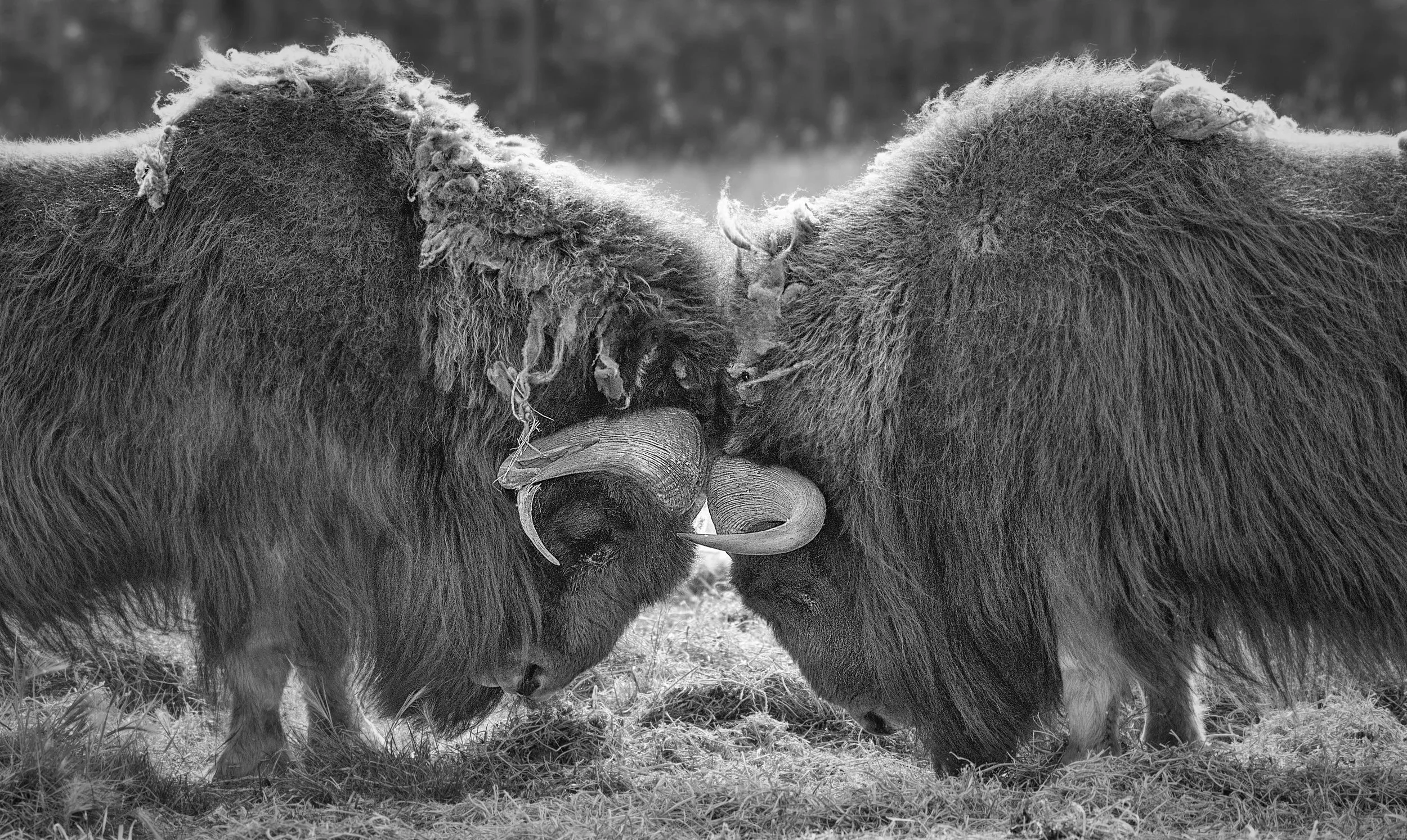 Muskox photo tours