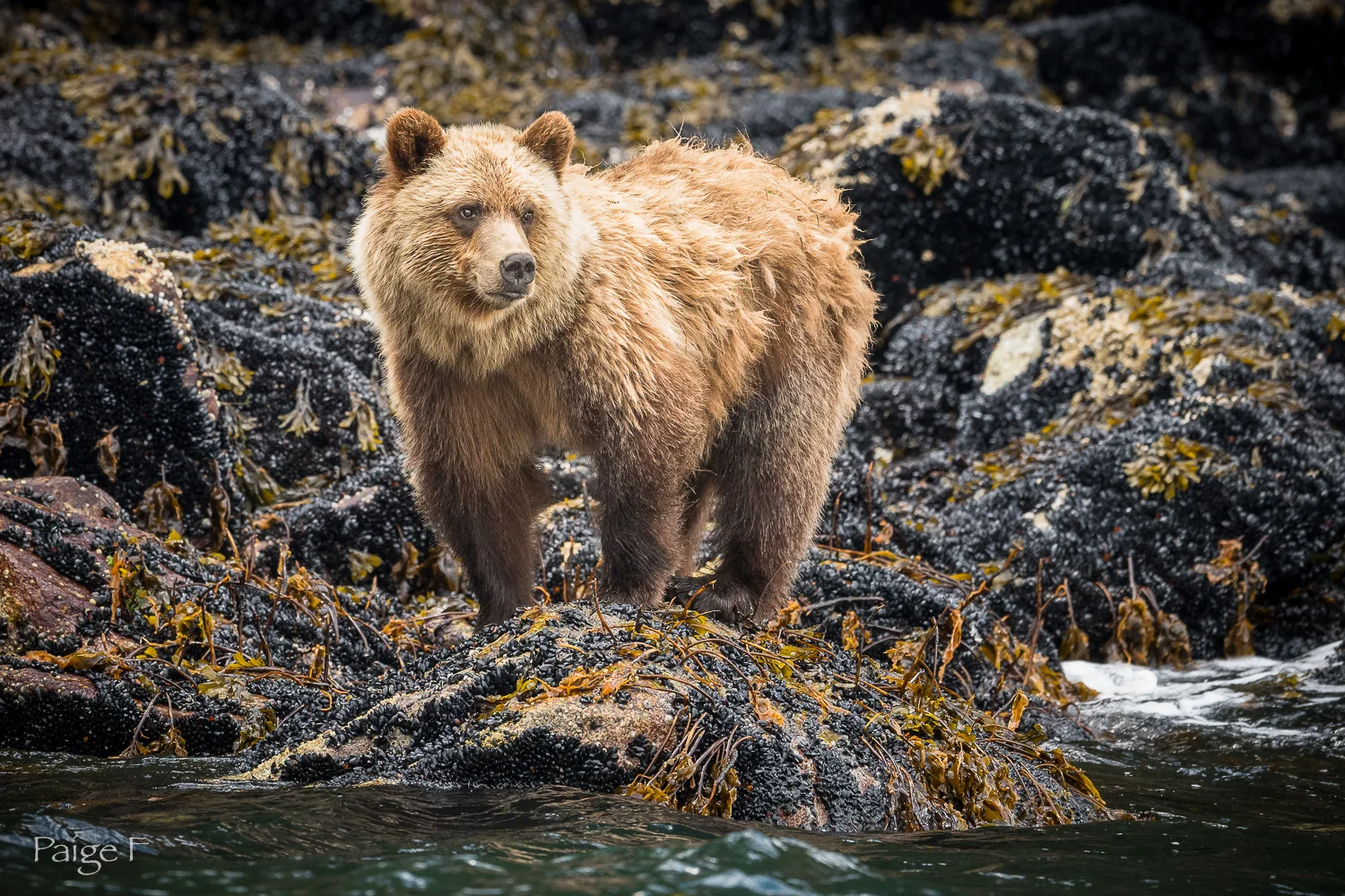20180719-19-Grizzly-425-2.jpg