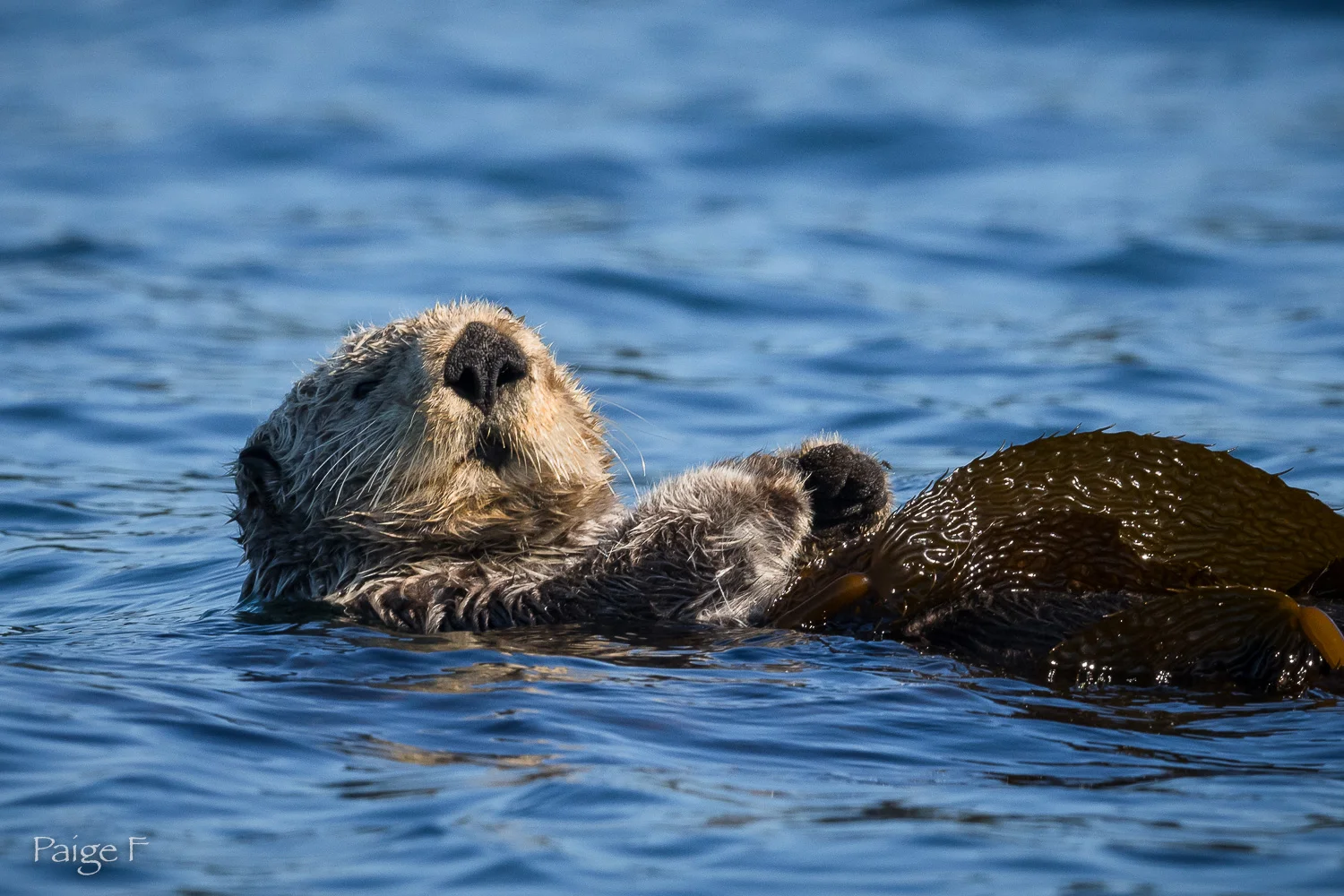 20180722-22-Otters & Eagles-26.jpg