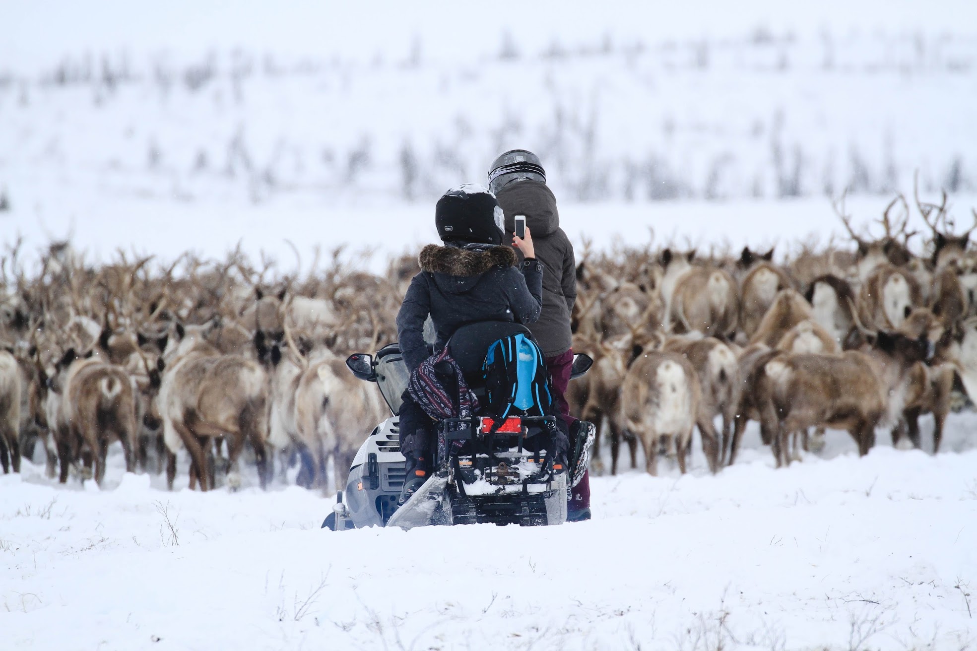 Reindeer-photo-1-.jpg