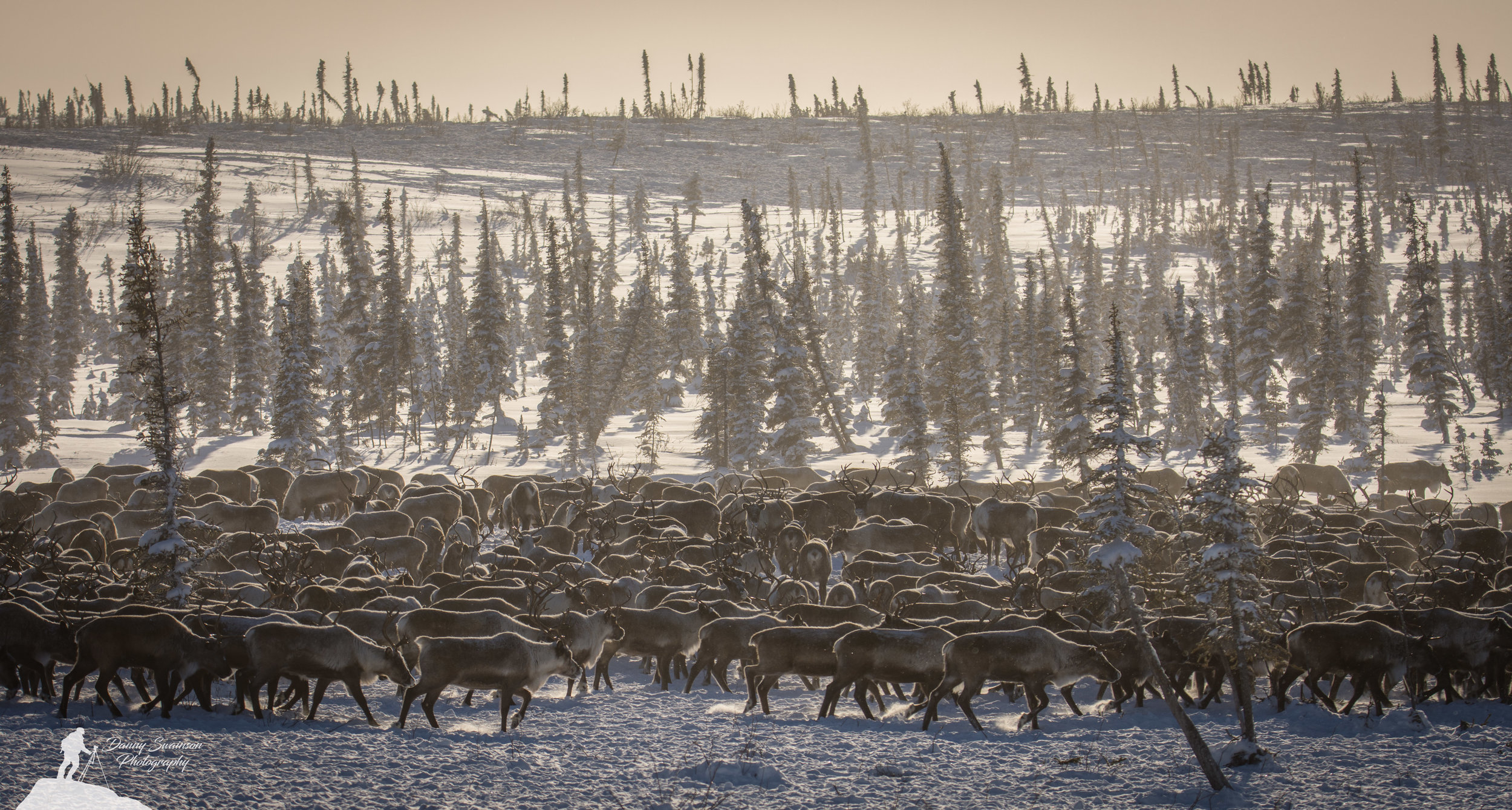 reindeer-sea-2-copy.jpg