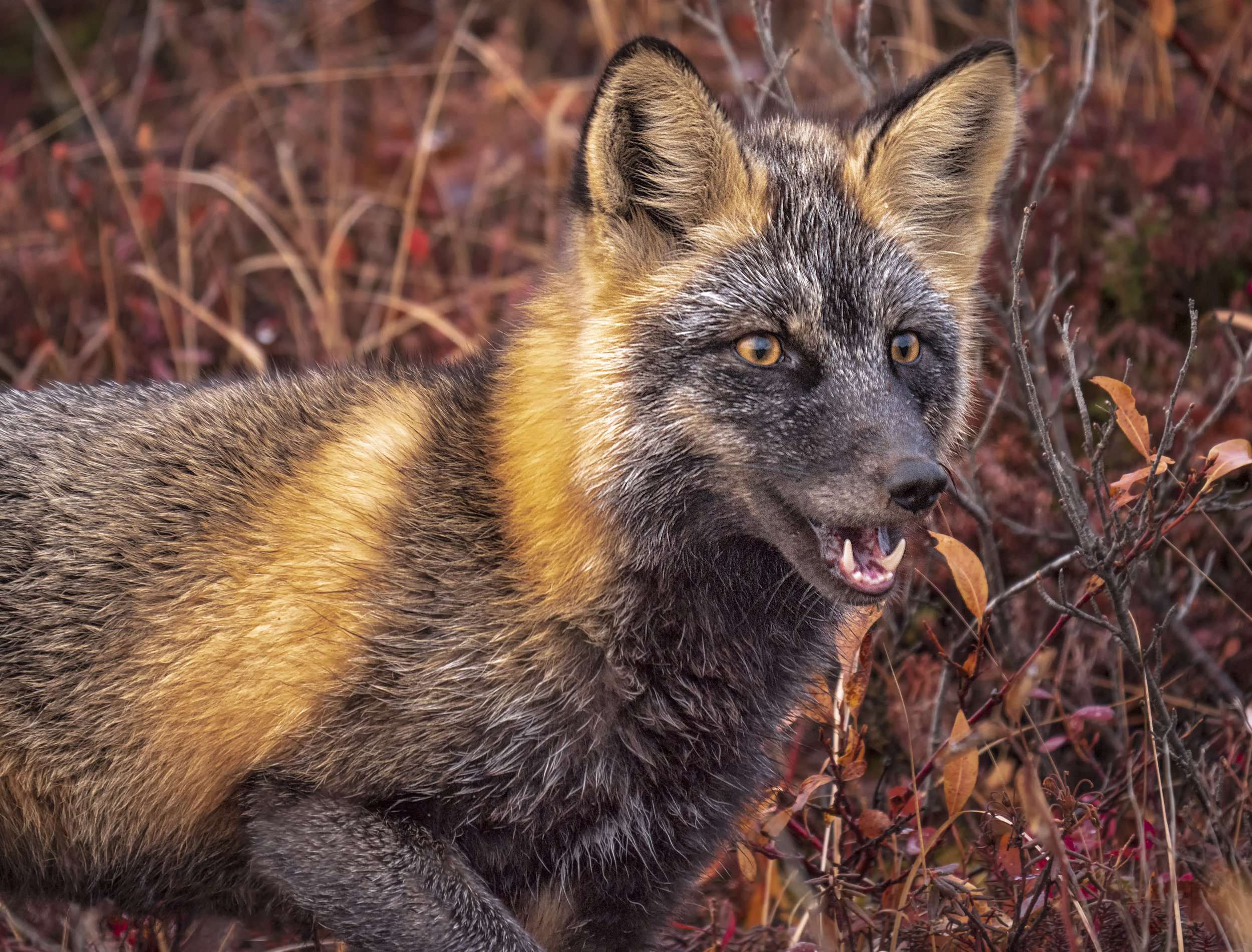 Cross fox showing teeth.jpg