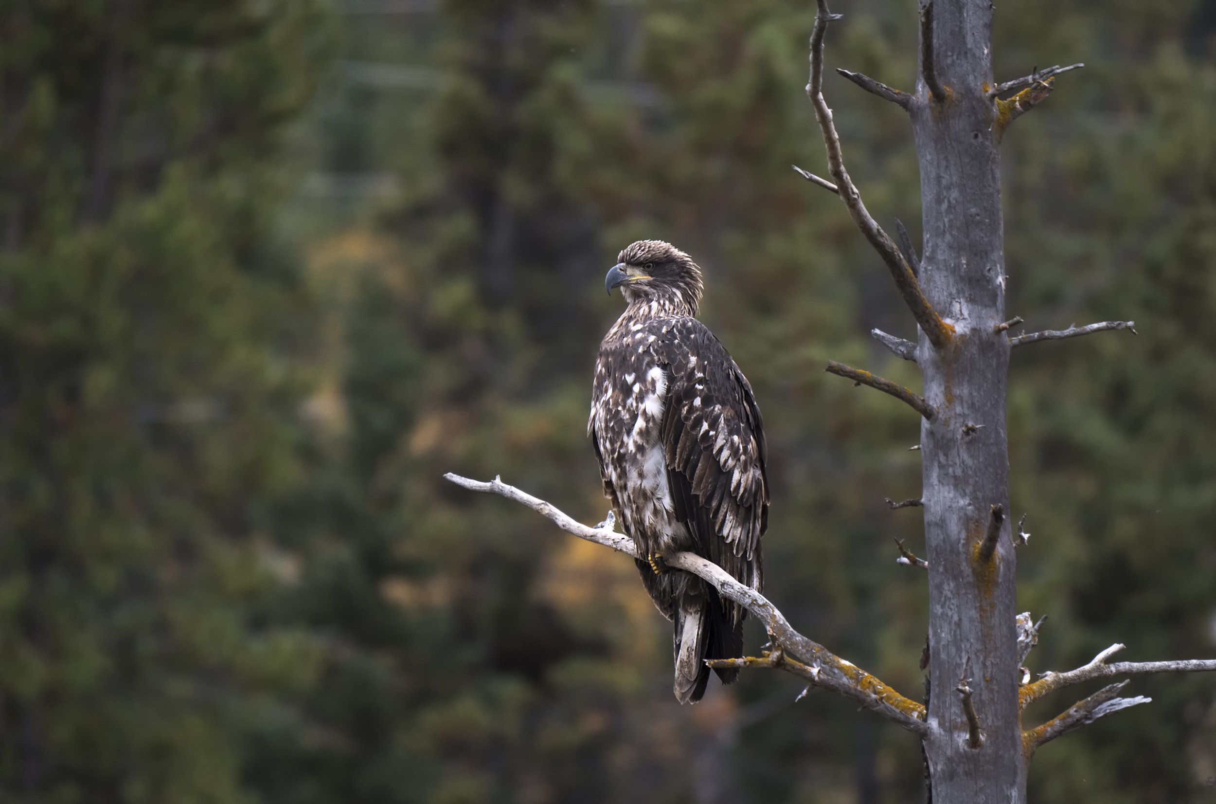 Juvi eagle .jpg