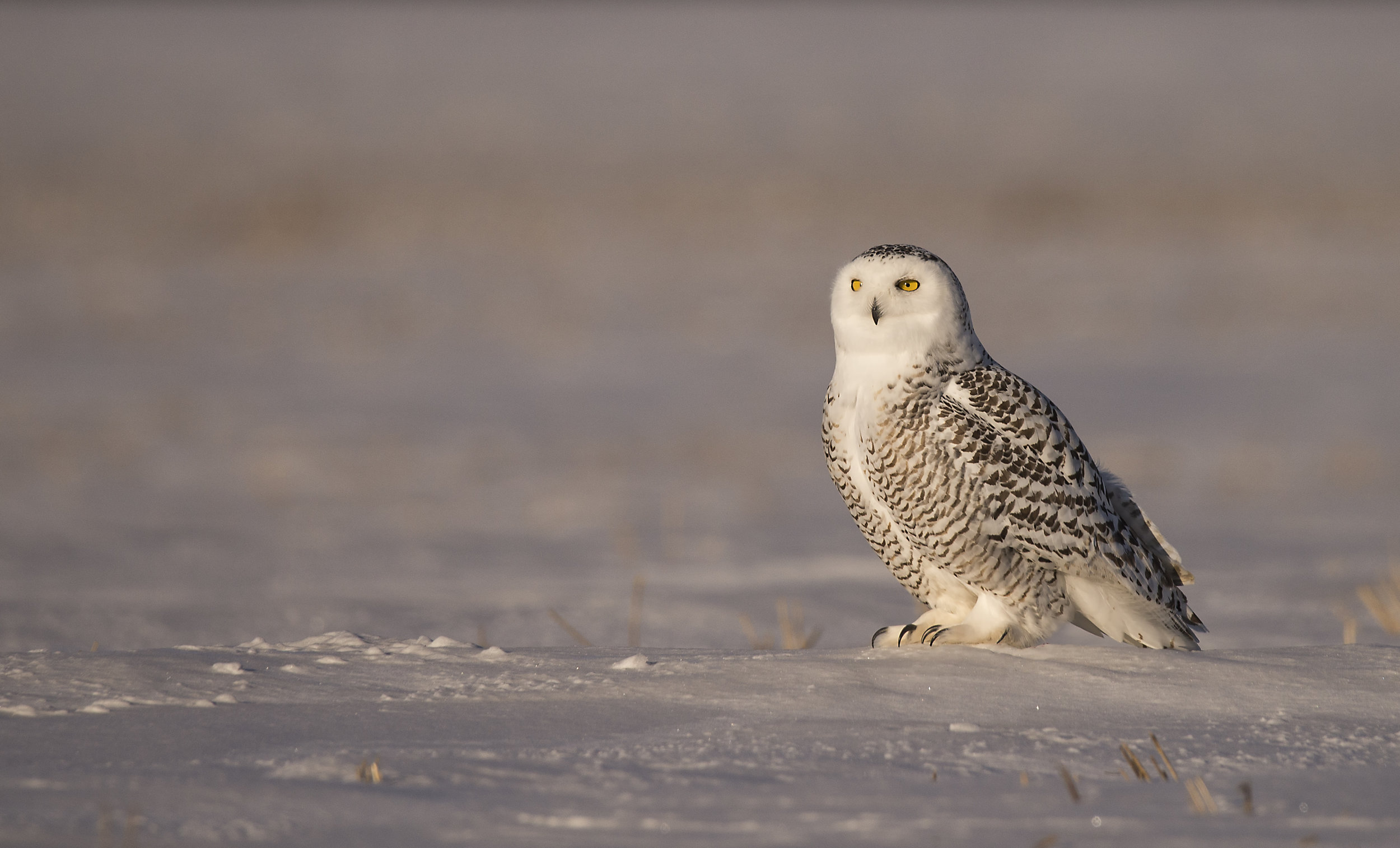 2015 snowy 150-600 copy.jpg