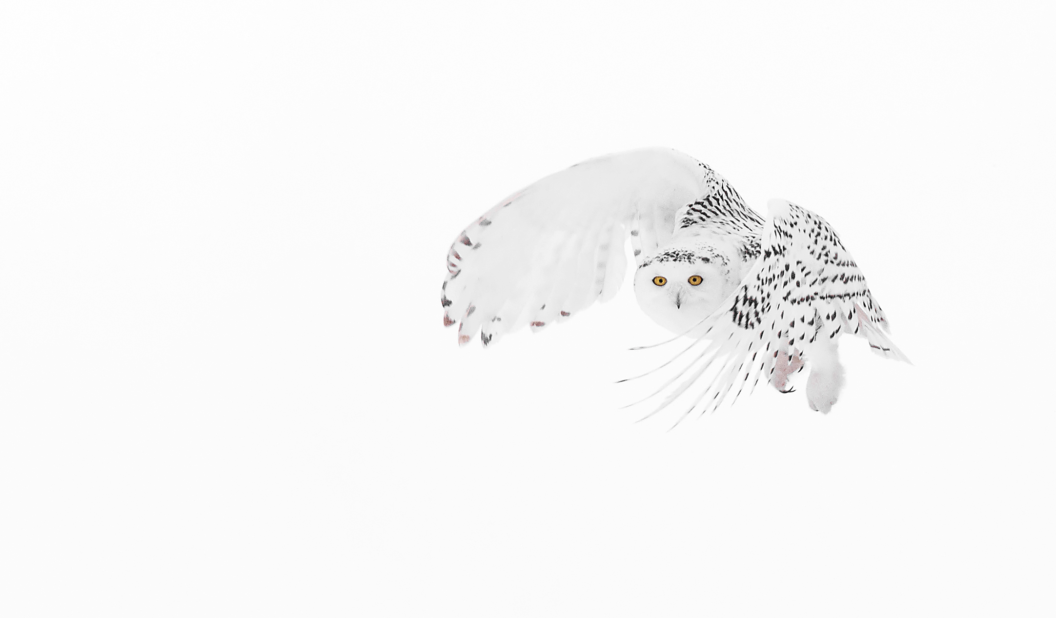 Snowy owl curl copy.jpg