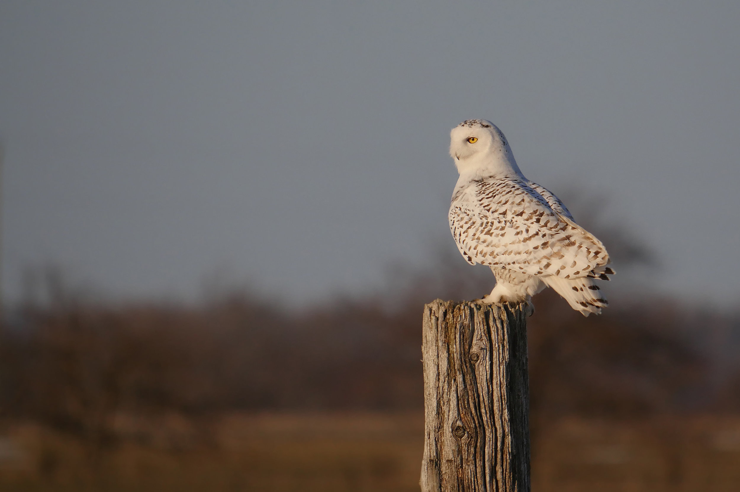Snowy perch GH4.jpg