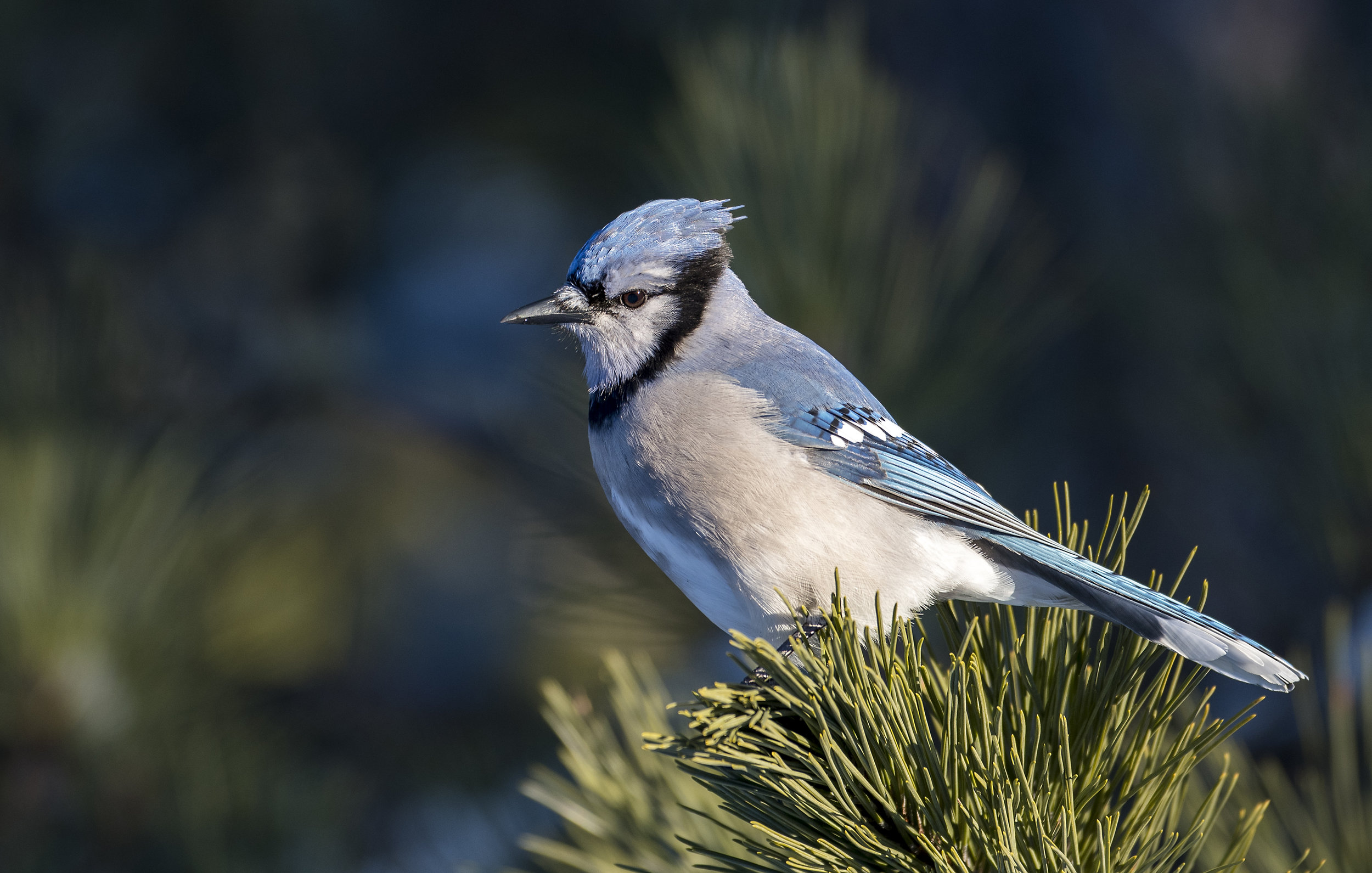Blue Jay .jpg
