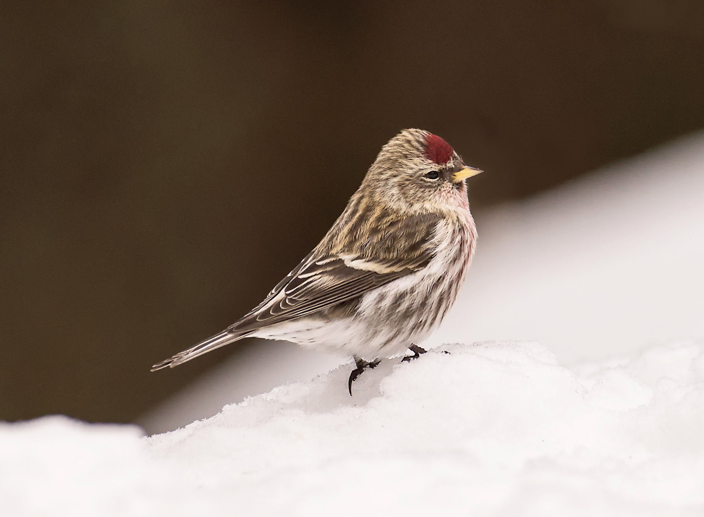 Redpoll .jpg