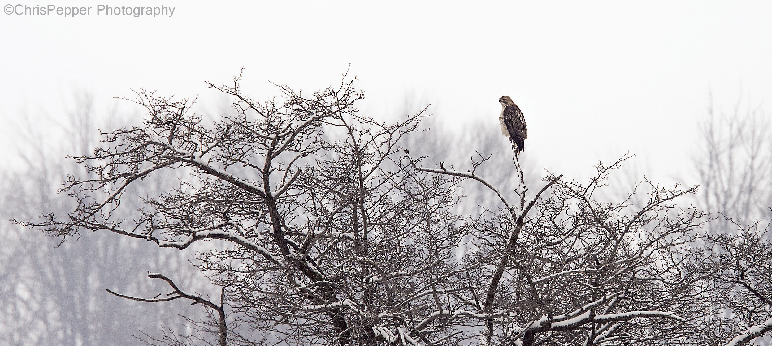 hawk in a tree.jpg