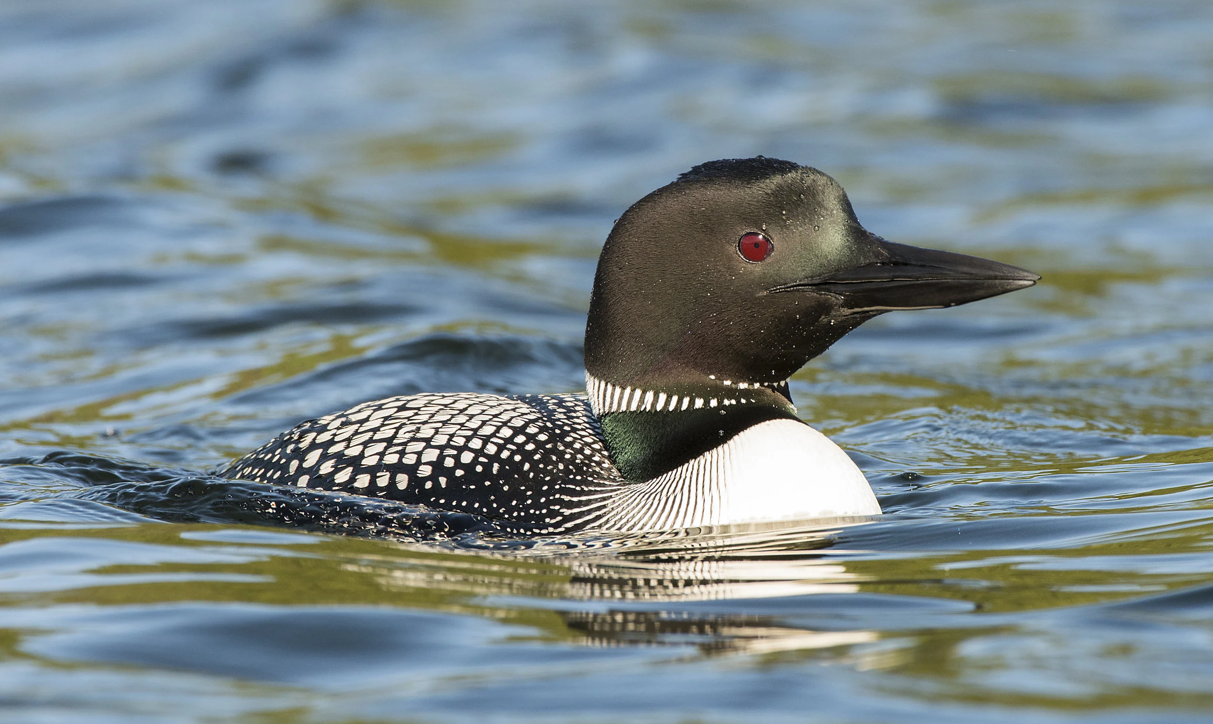 Common Loon Chris Pepper