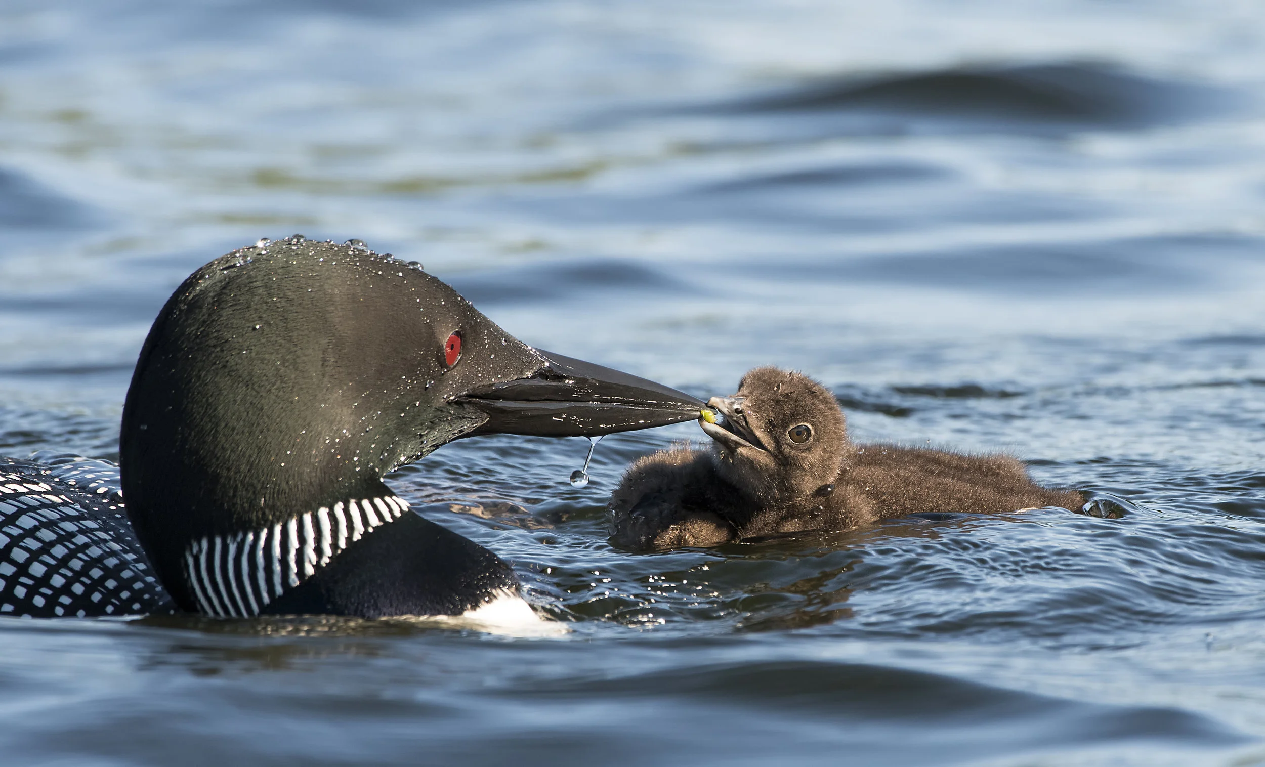 Common loon and chick Chris Pepper