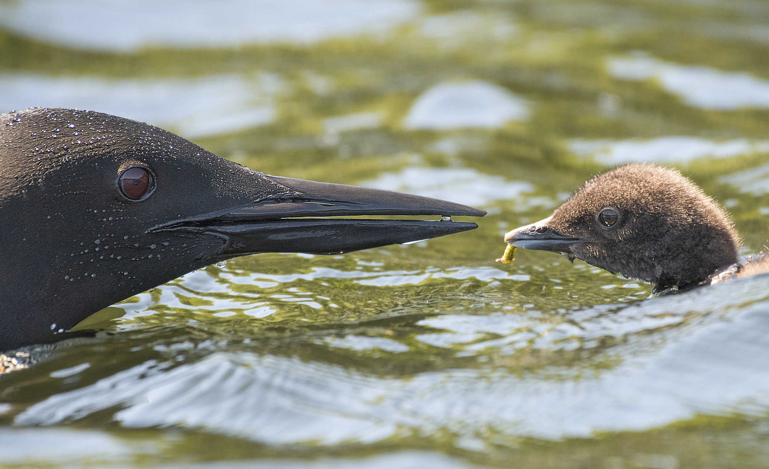 Head shoot of a loon and chick