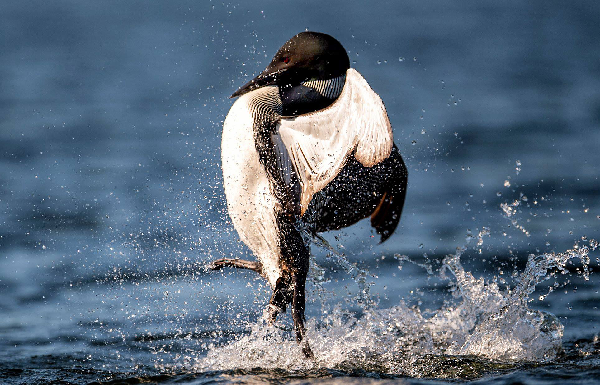 Territorial battle pose Common Loon