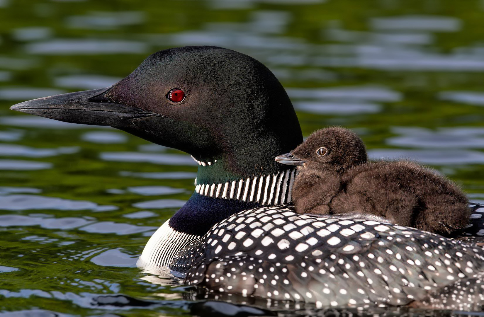 Common loon mom and chick