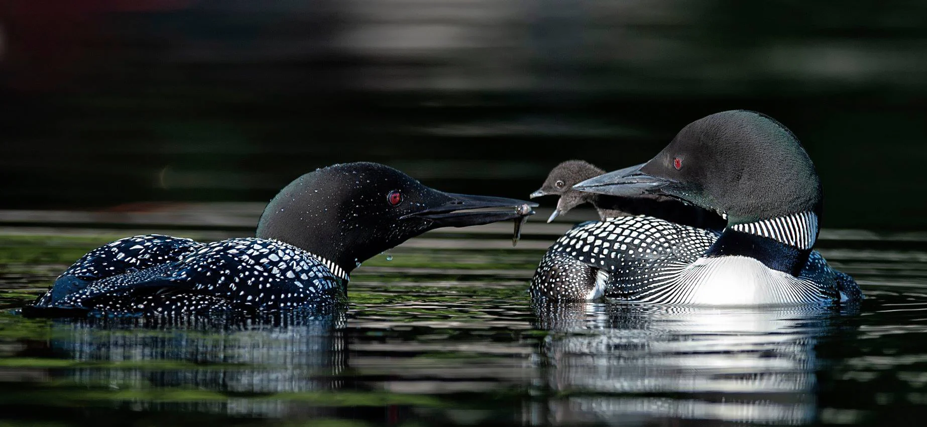 Common loon Family