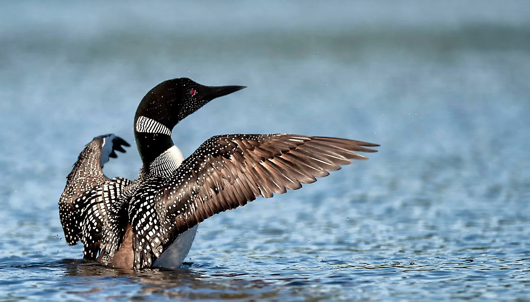 Wing flap Common Loon