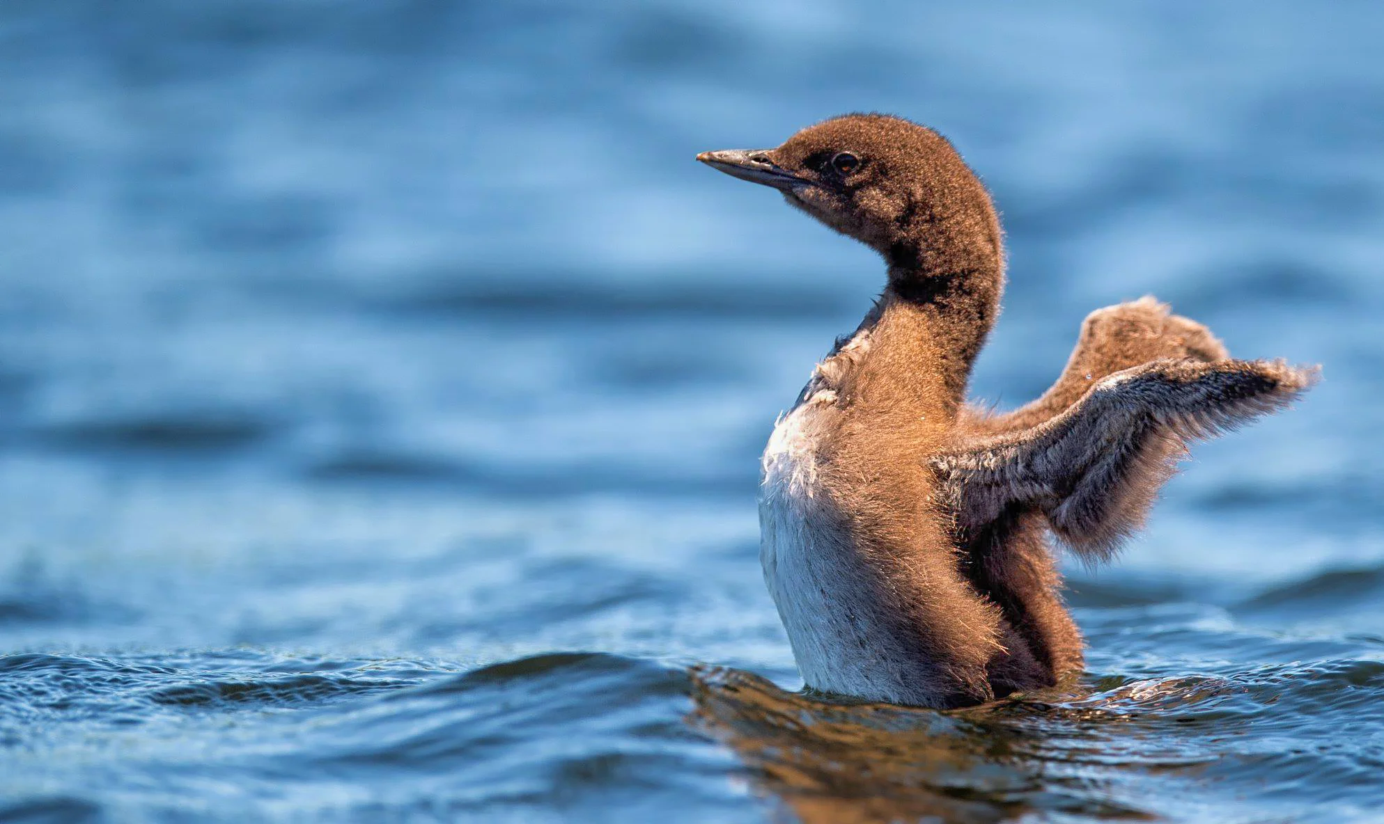 Common Loon chick wing flap