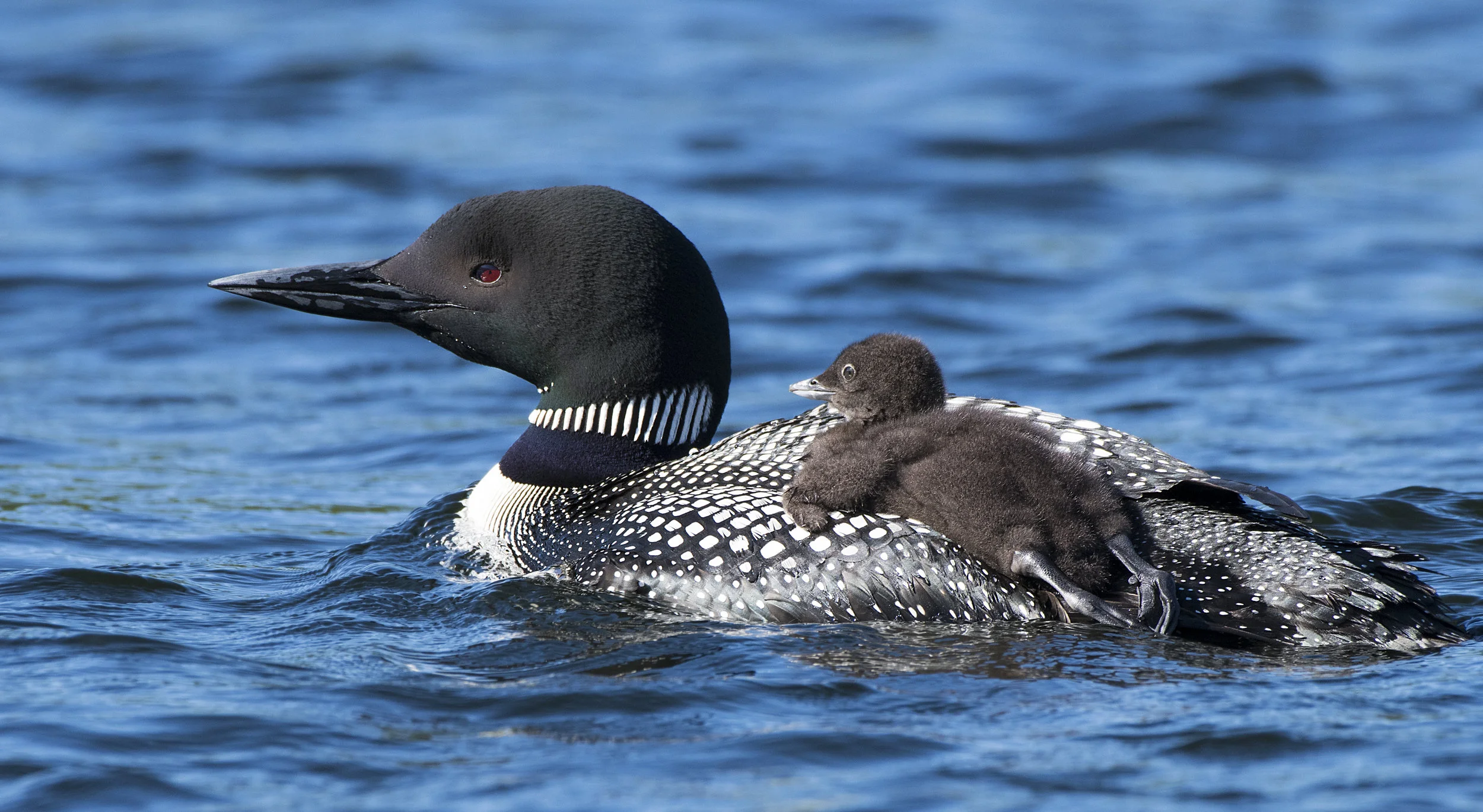 Common Loon Mom and chick by Chris Pepper