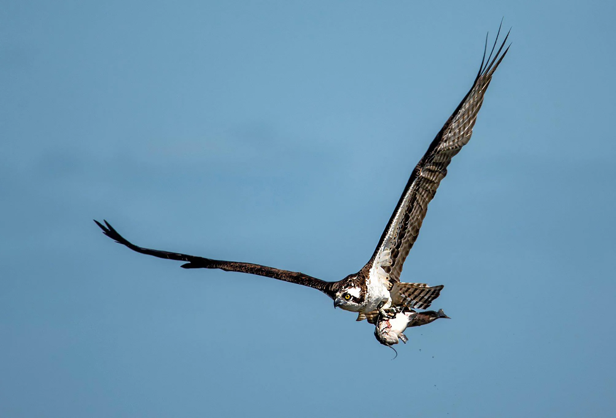 Osprey flying over the lake