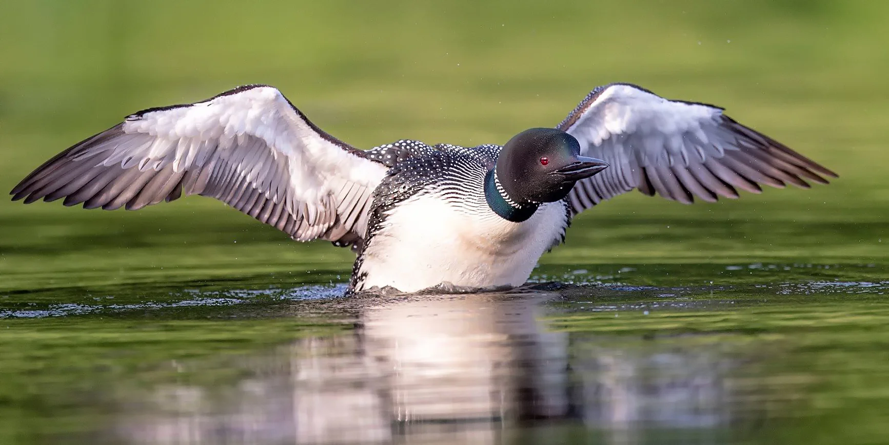 Common Loon lift off