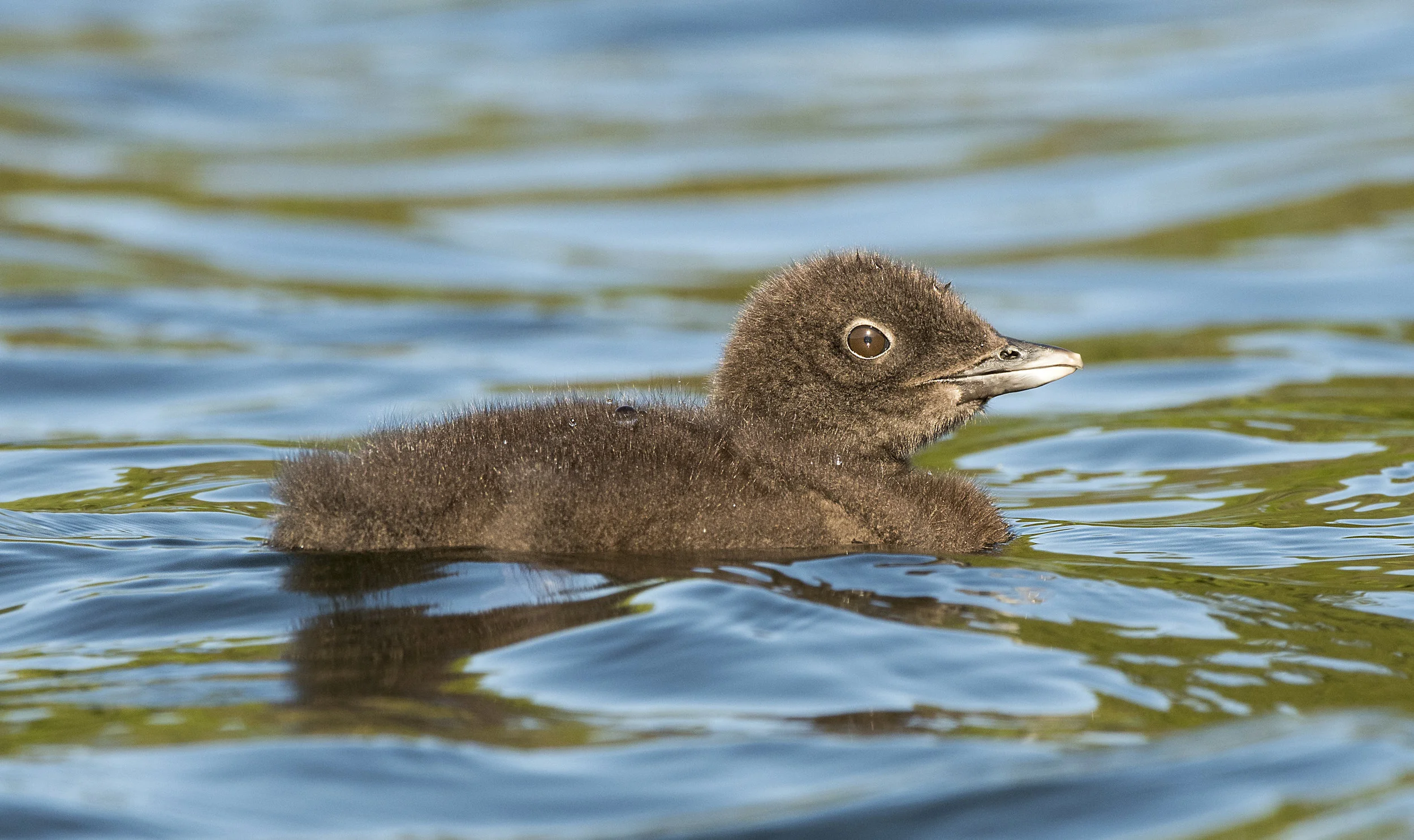 Bucket List Common Loon chick tours