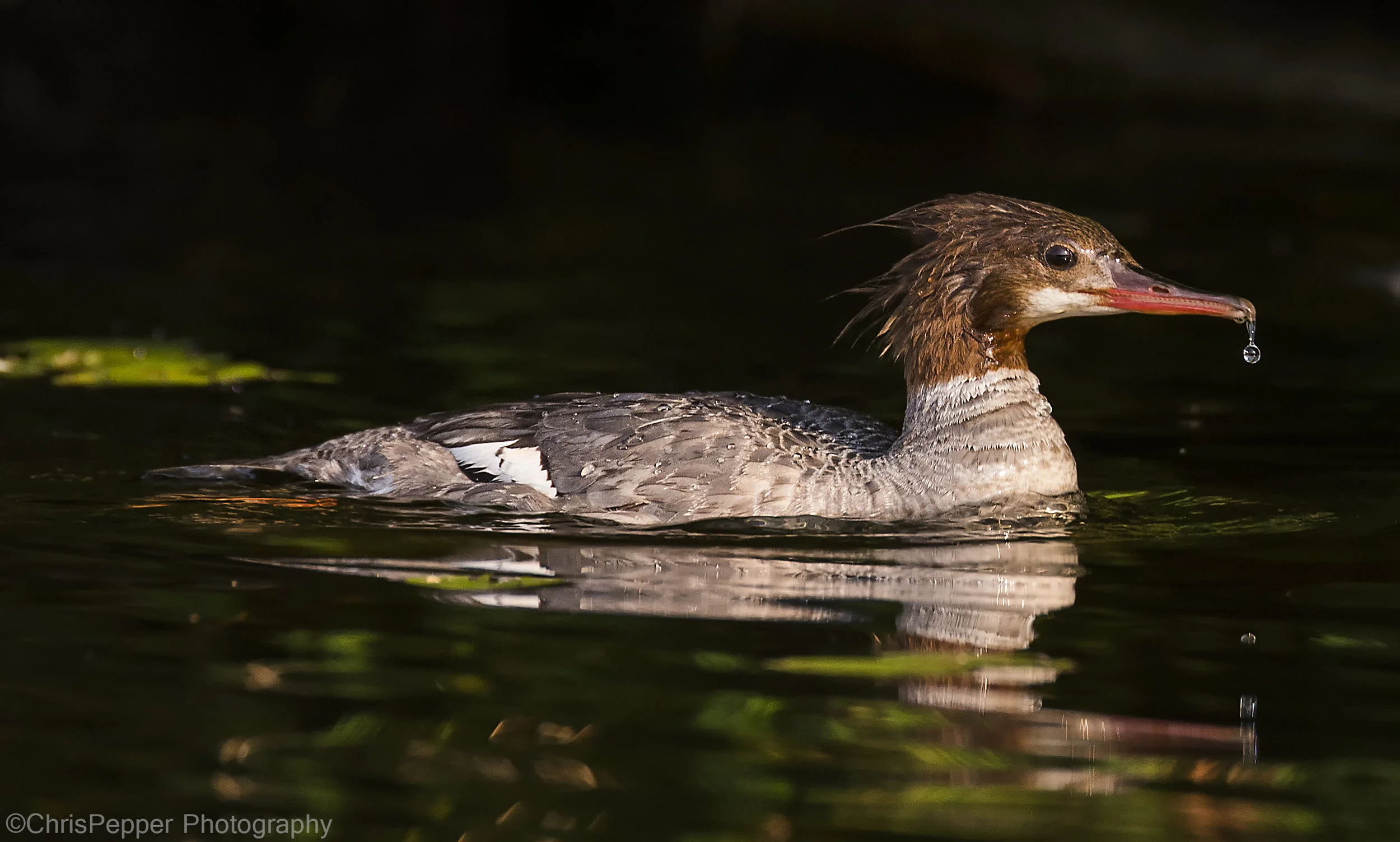 Momma merganser and the water droplet.jpg