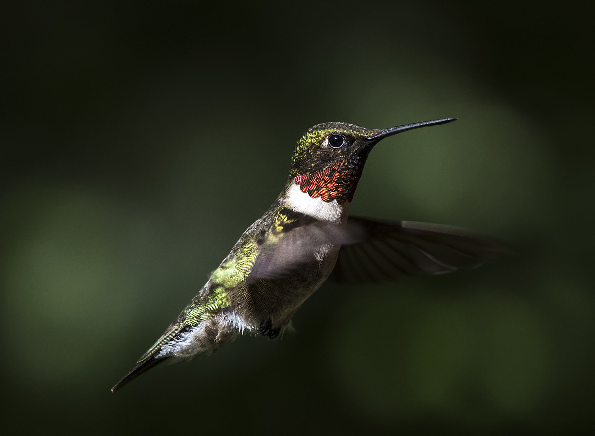 hummer 1 .jpg