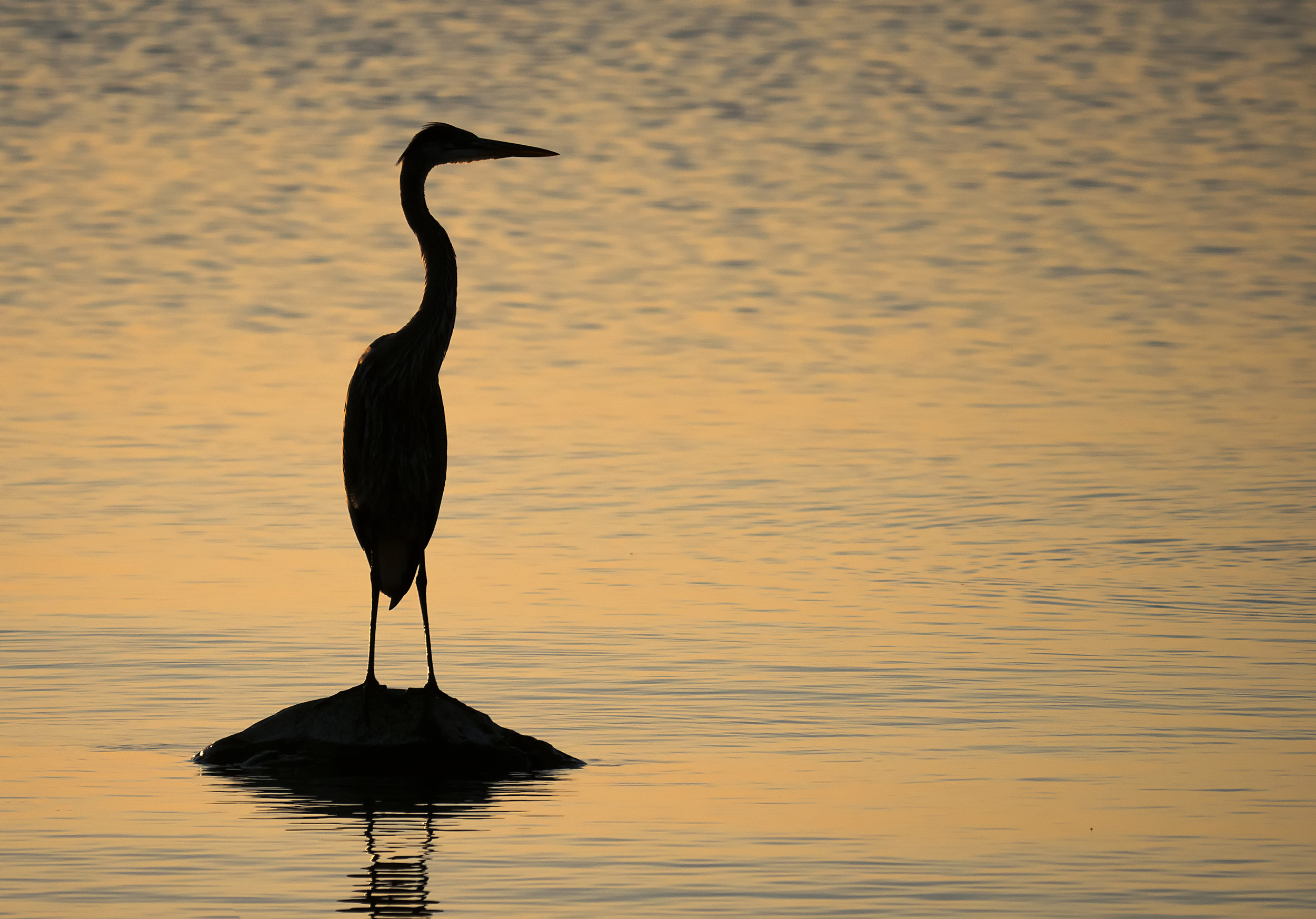 back lit blue heron .jpg