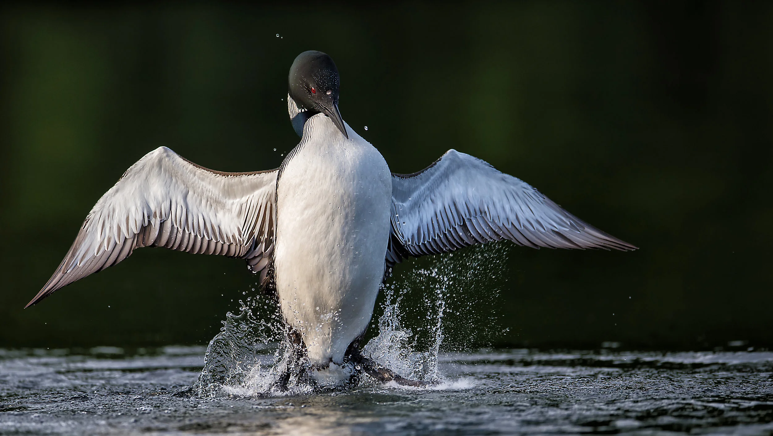 Loon Attack PS 1.jpg