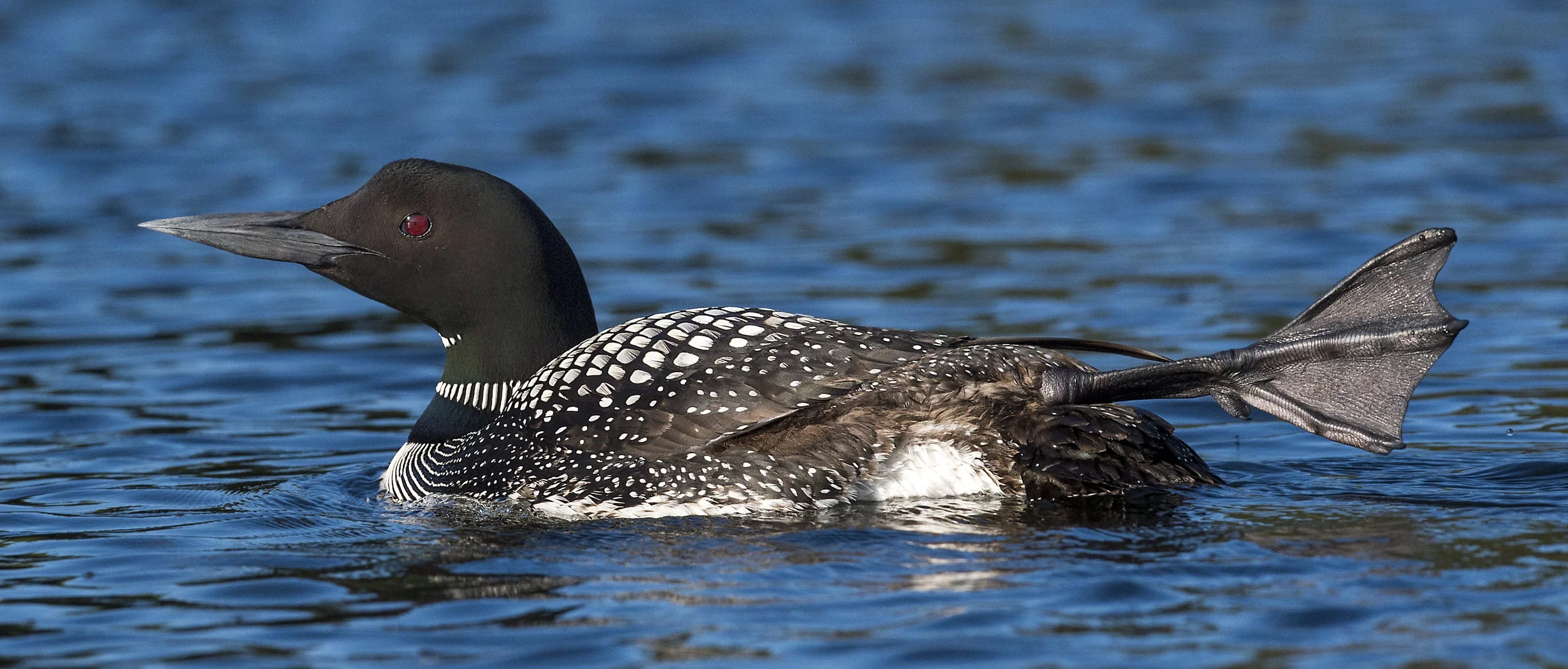 flipping the bird 1.jpg