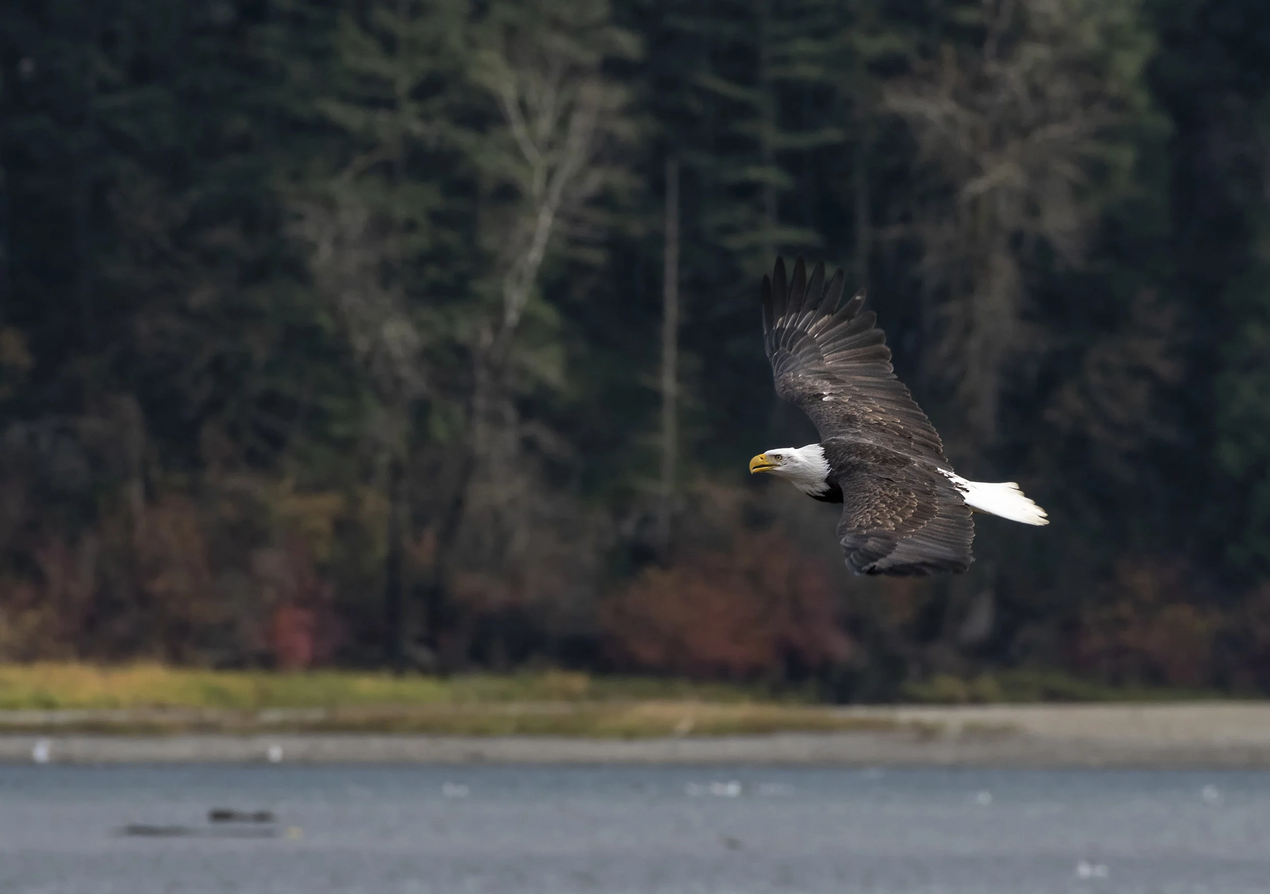 eagle flyby the pavallian .jpg