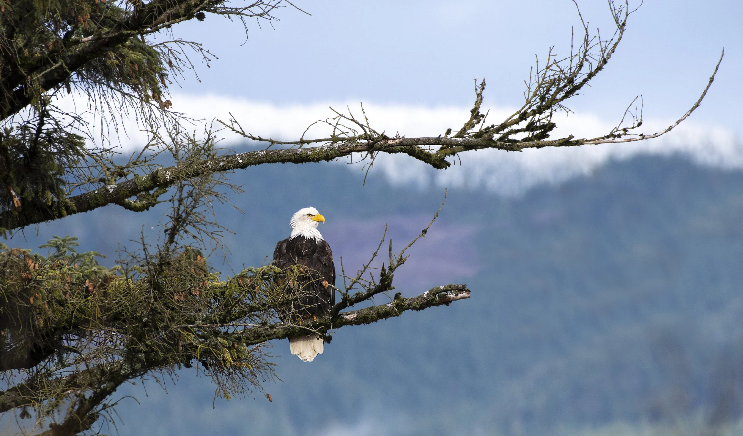 Eagle in the moutian tree backdrop.jpg