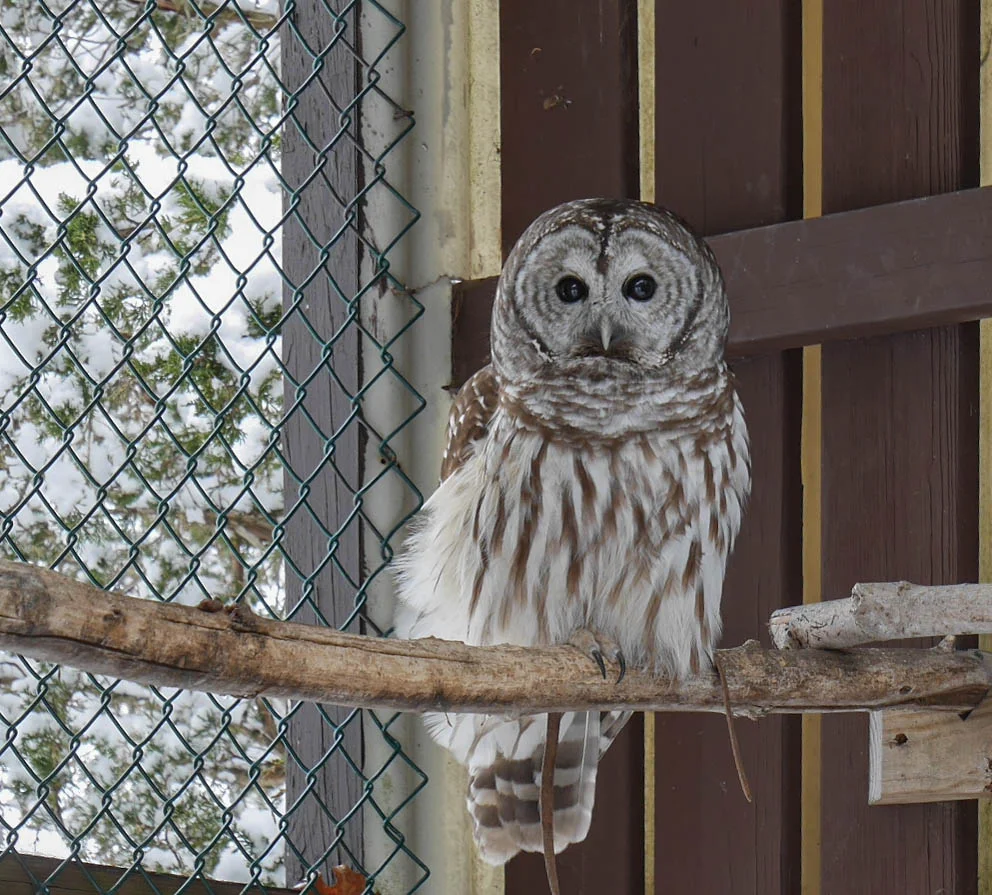 Shakespeare the Barred Owl