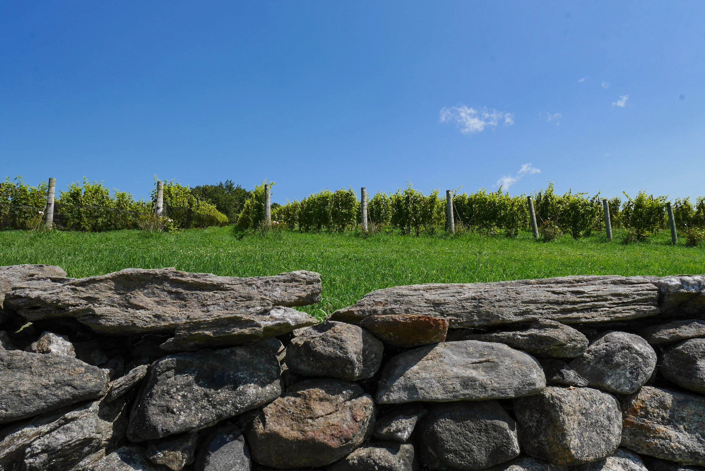 Spring Hill Vineyards - New Preston, CT