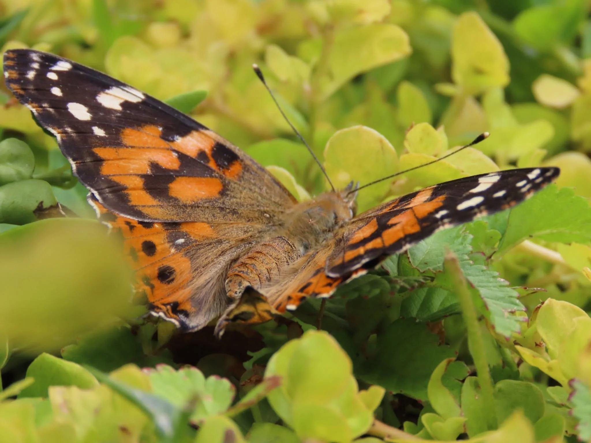 A butterfly with orange, black, and white patterned wings resting on green foliage.