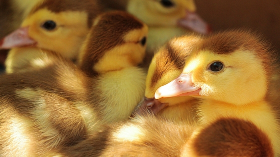 A++ FREE UNSPLASH.COM Chicks BuyersAgent.com.jpg