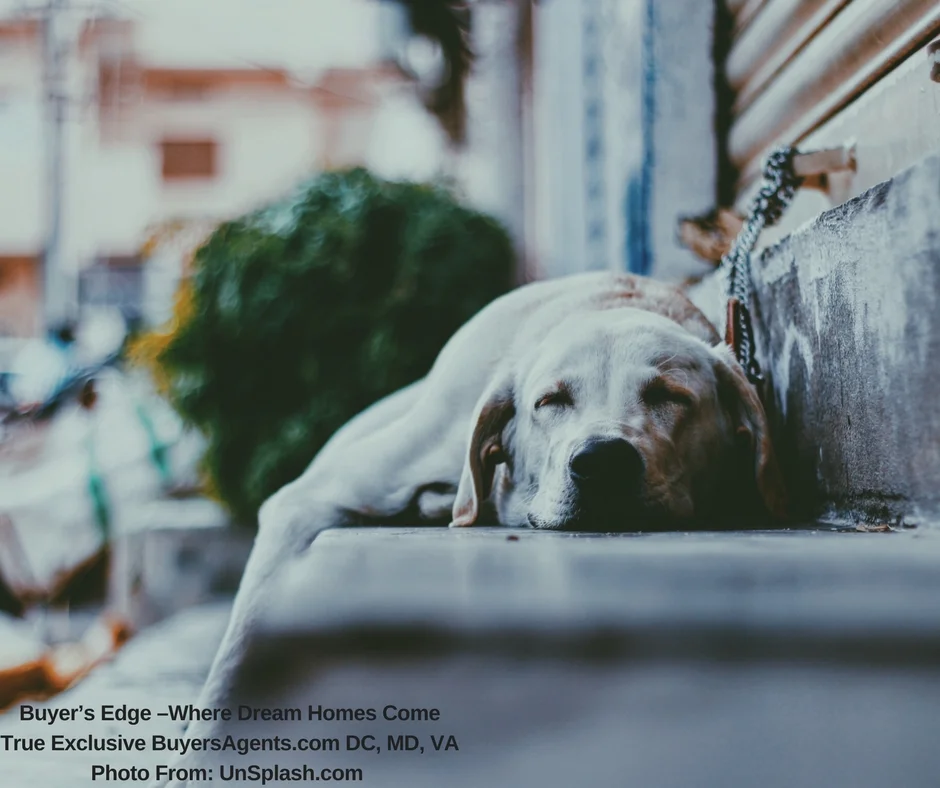 FREE Unsplash dog on step Buyer’s Edge –Where Dream Homes Come True Exclusive BuyersAgents.com DC, MD, VA Photo From- UnSplash.com.jpg