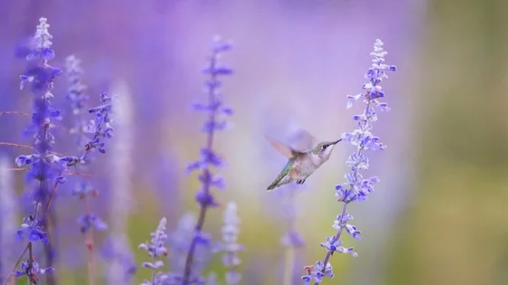 FREE Unsplash.com Purple hummingbird BuyersAgent.com DC.jpg