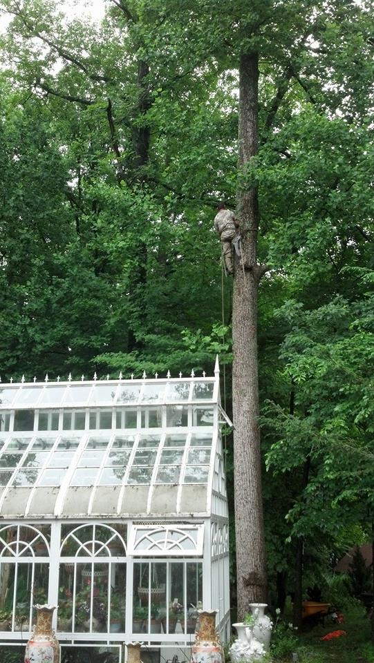 yockley tree service.jpg