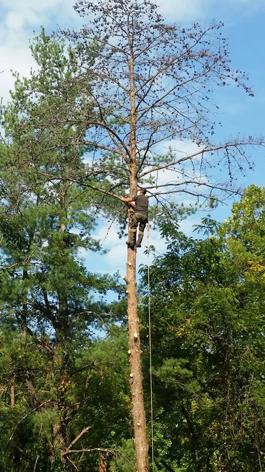 Winter is the Best Time of Year for Homebuyers to Trim Trees