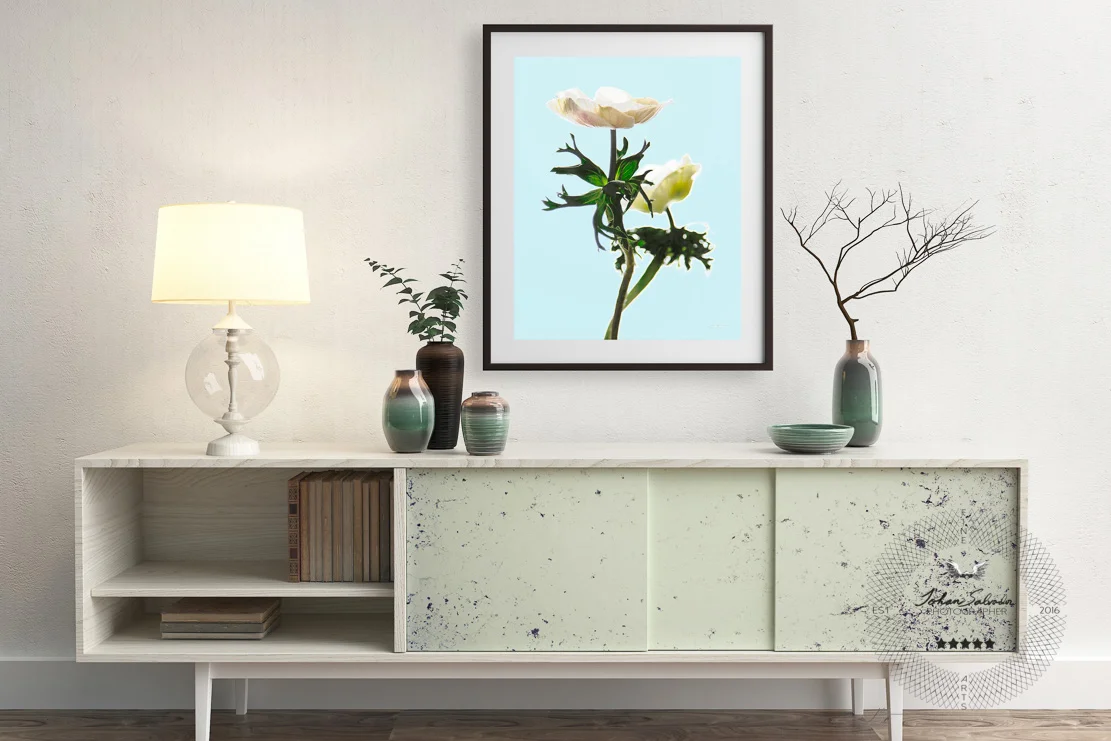 Anemone Duo Against Soft Blue