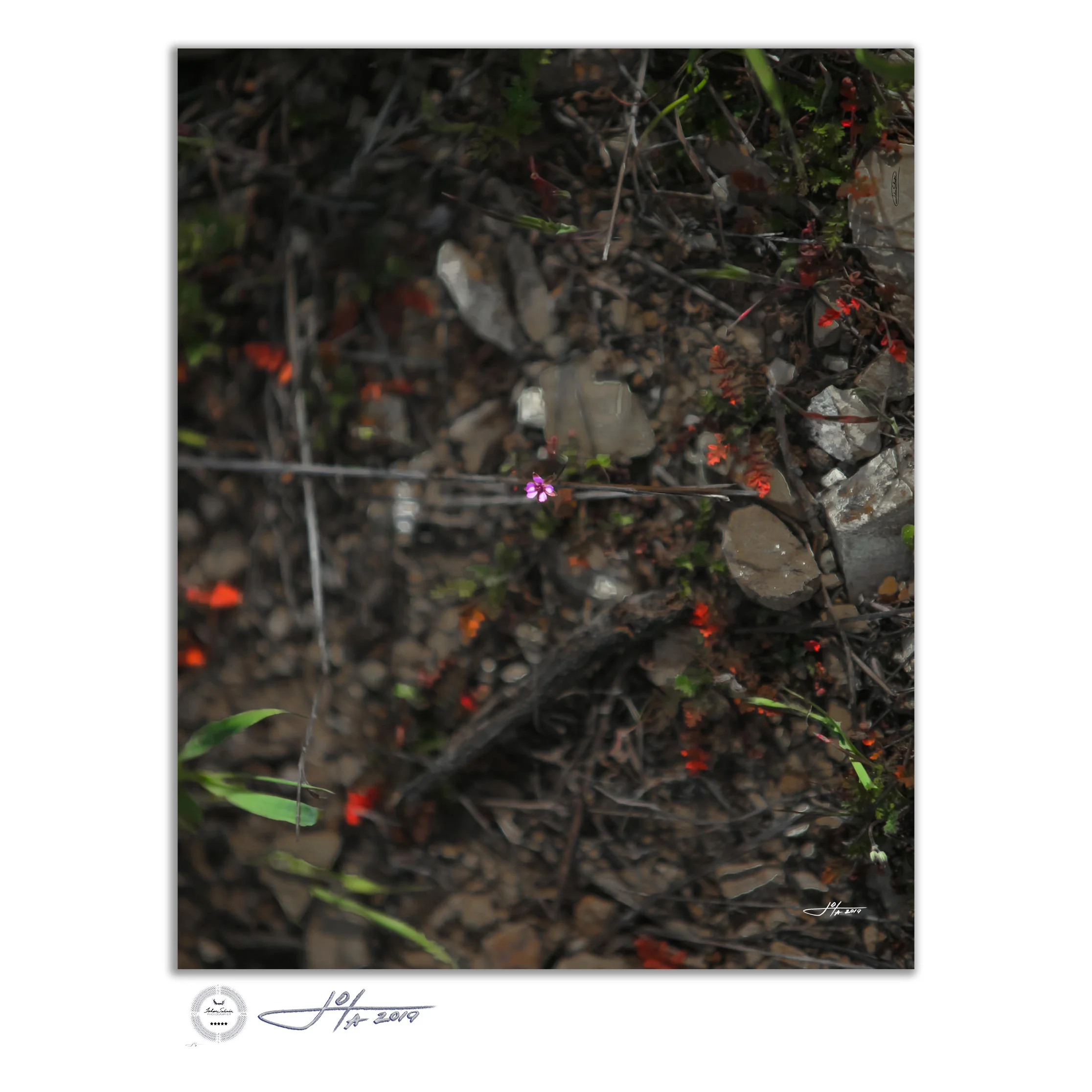 Fine Art Print | 16x20 | 24x30 | 40x50