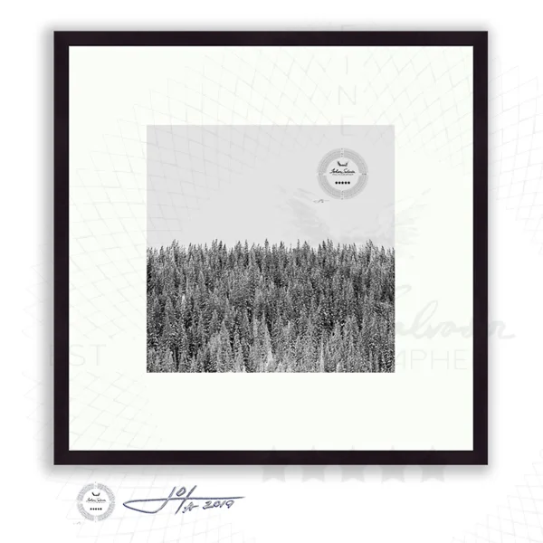 Colorado Pines in Black and White - Limited Edition Fine Art Photography