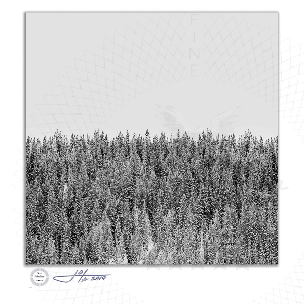 Colorado Pines in Black and White - Limited Edition Fine Art Photography