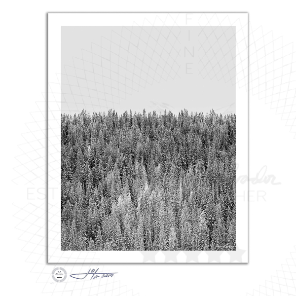 Colorado Pines in Black and White - Limited Edition Fine Art Photography