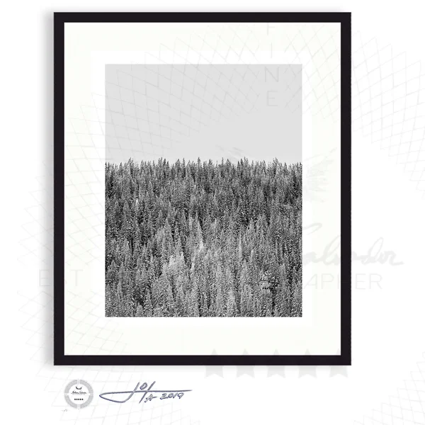 Colorado Pines in Black and White - Limited Edition Fine Art Photography